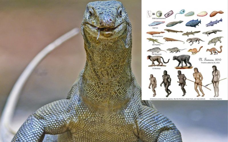 Did humans originate from lizards? Why are lizards worshipped