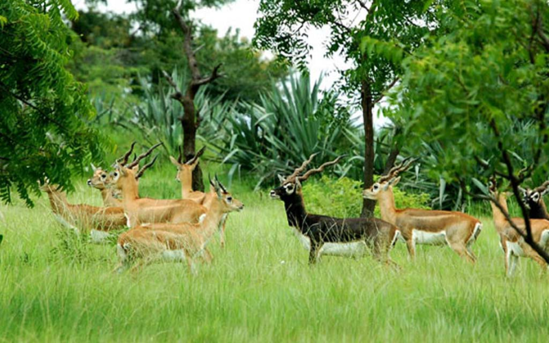 machiya biological park of jodhpur