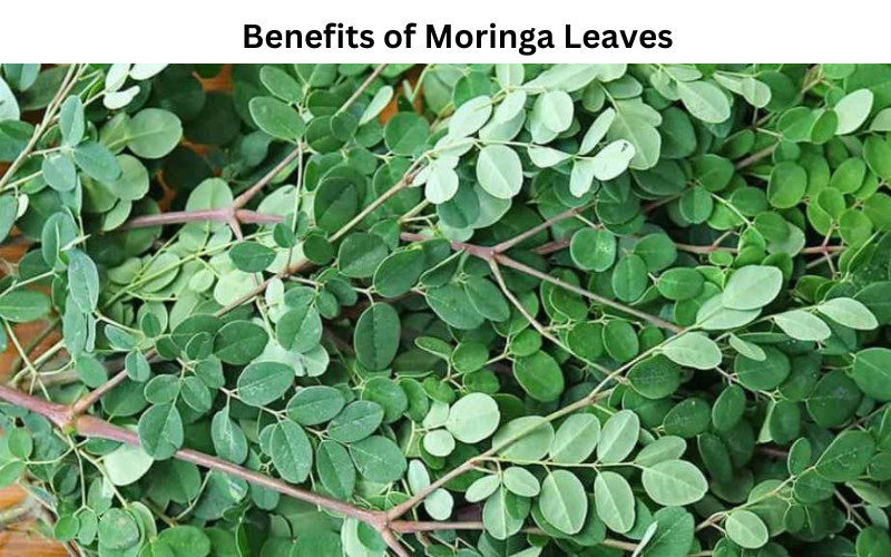 Benefits of Moringa Leaves