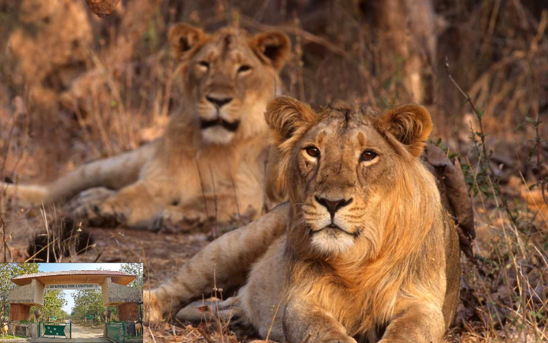 Gir National Park ek matra ek esa abhyaran hai jahan sher aajad ghumte hai