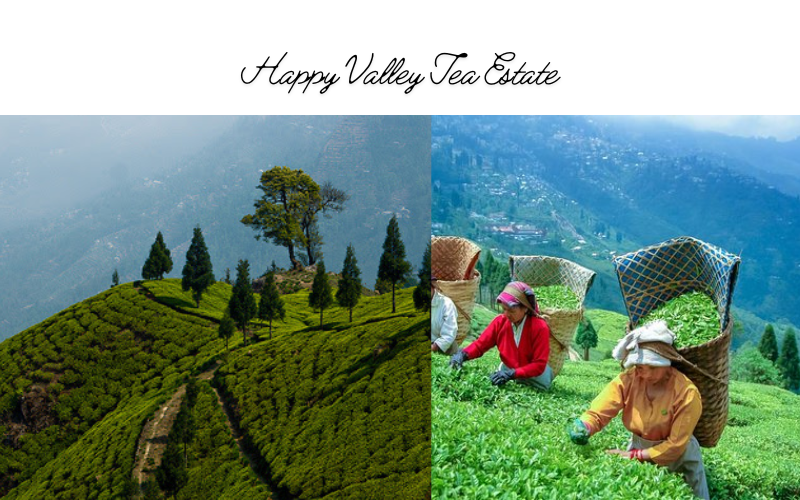 Happy Valley Tea Estate Darjeeling