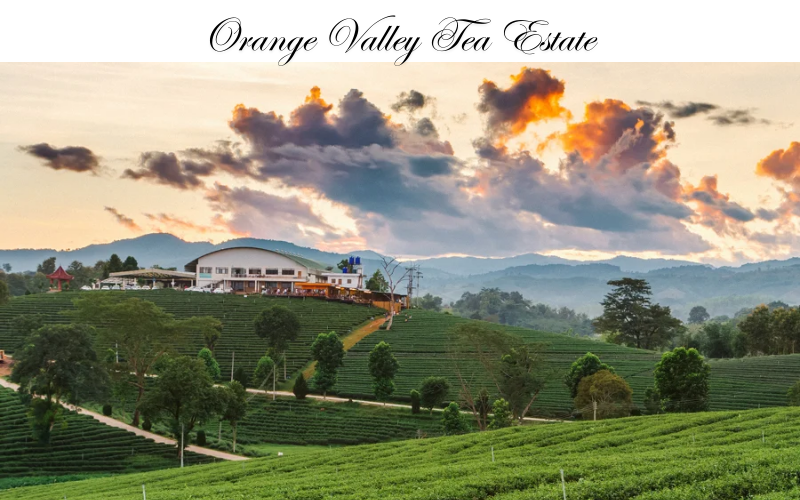 Orange Valley Tea Estate 