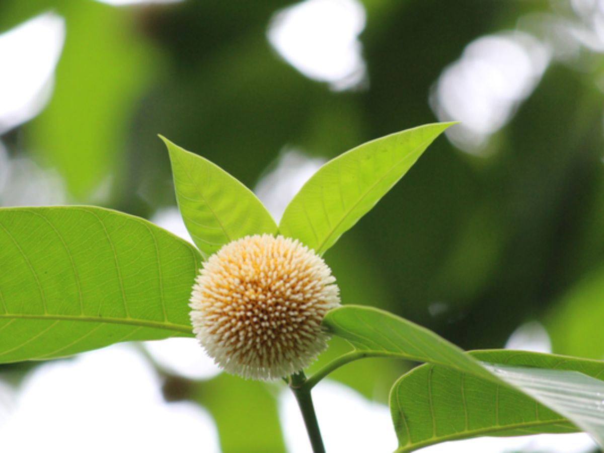 Health Benefits of Kadamba Tree in hindi