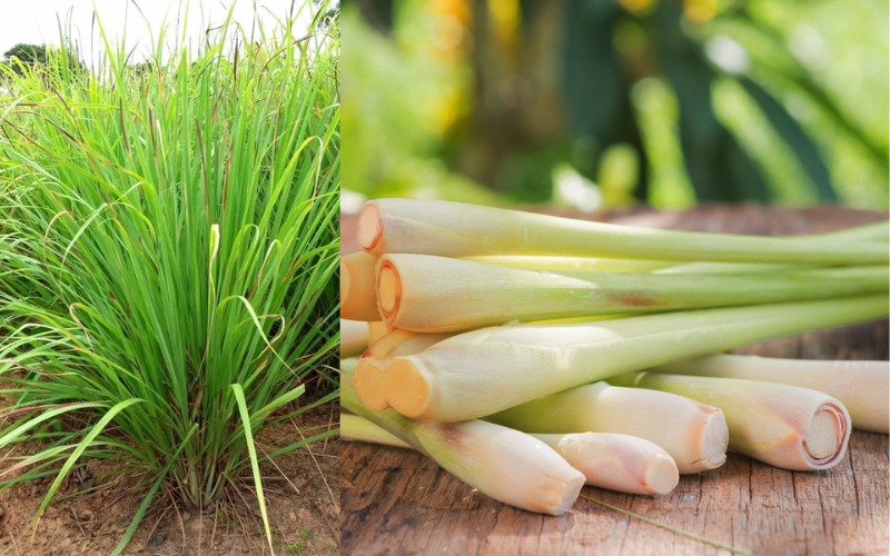 Amazing health benefits of lemon grass 