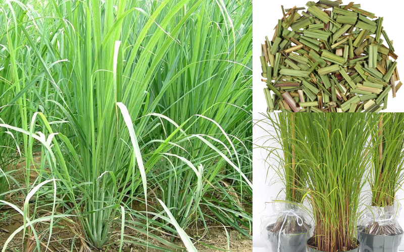 Lemon grass is used for constipation