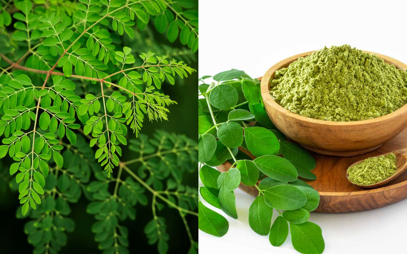 moringa ka upyog khoon badhane ke liye kiya jata hai 