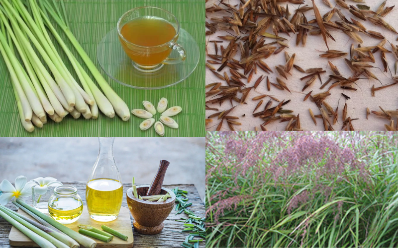 uses of lemon grass 