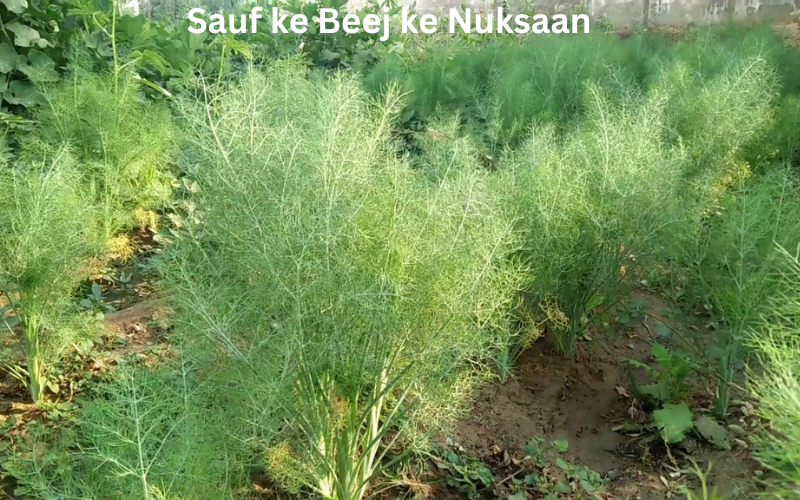 Sauf ke Beej ke Nuksaan