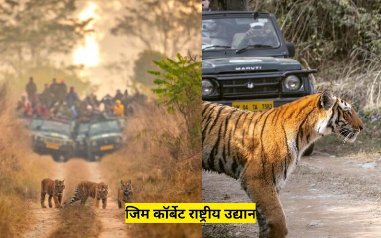 Jim Corbett National Park Best Time to Visit